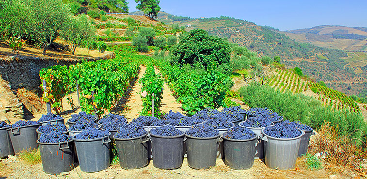 douro_wines_a.jpg