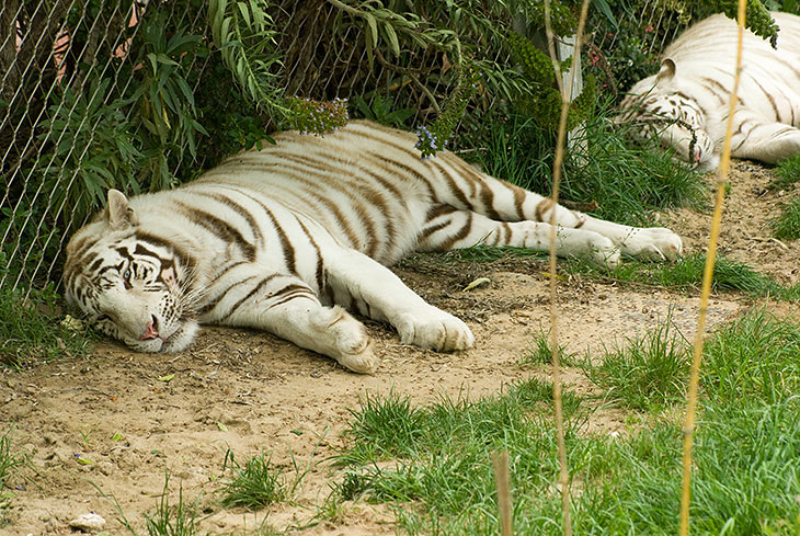 Lissabons zoo 05