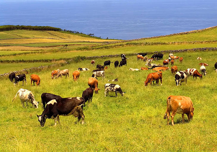 Cows grazing on São Miguel