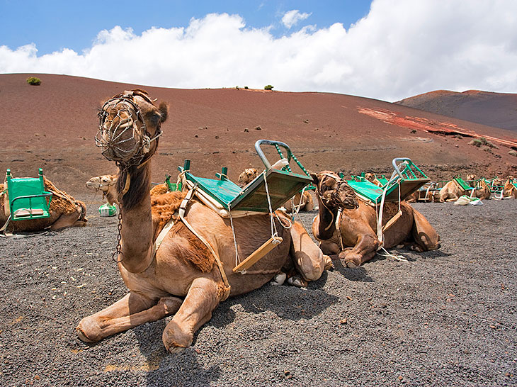 Safari in cammello al Parco Nazionale di Timanfaya