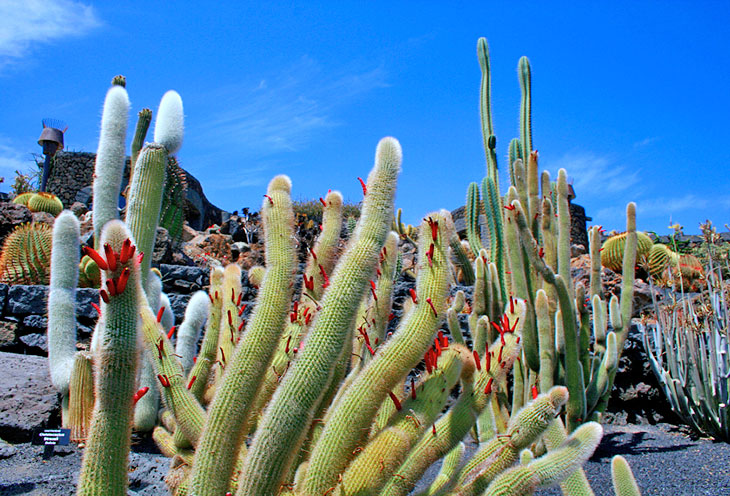 Giardino dei Cactus